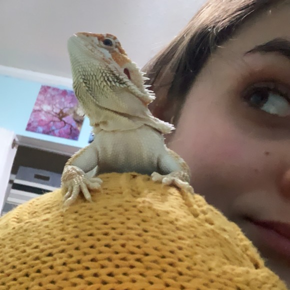 lexirisk